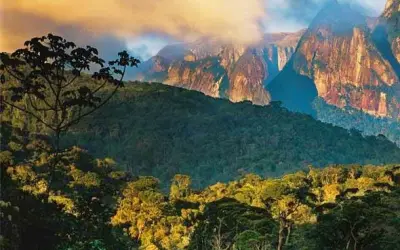 Diversidade genética em áreas restauradas de Mata Atlântica surpreende pesquisadores