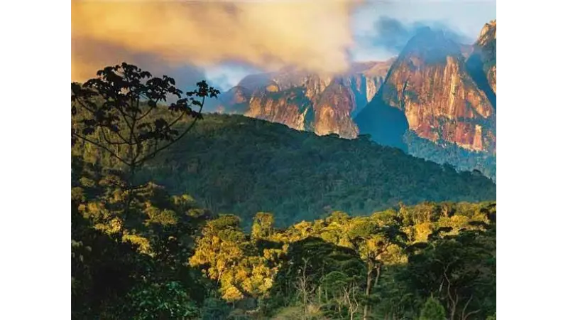 Diversidade genética em áreas restauradas de Mata Atlântica surpreende pesquisadores