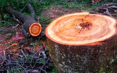 A dívida bilionária do agro: estudo da USP aponta como recuperar o carbono do solo brasileiro