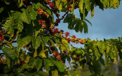 Do cafezinho ao etanol: como El Niño pode afetar Brasil em 2023