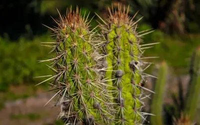 Dois projetos brasileiros terão 19,6 milhões de dólares do Fundo Global de Biodiversidade