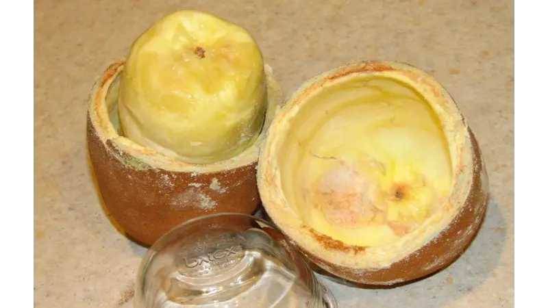 Domesticação de fruto por indígenas deu origem ao Cupuaçu