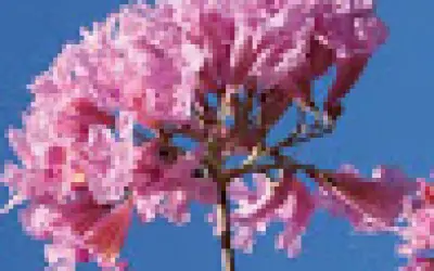 [DOWNLOAD] Guia de Campo da Vegetação do Cerrado - 500 Espécies