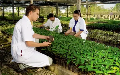[DOWNLOAD] Manual para produção de mudas florestais
