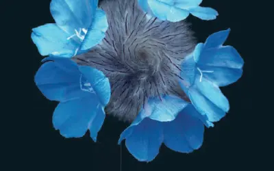[DOWNLOAD] PLANTAS PEQUENAS DO CERRADO: BIODIVERSIDADE NEGLIGENCIADA