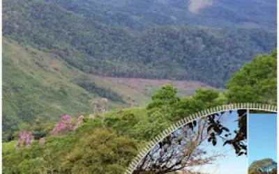 [DOWNLOAD] Relatório do Inventário Florestal Nacional do estado do Paraná (PR)