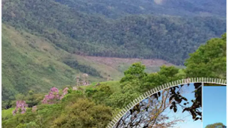 [DOWNLOAD] Relatório do Inventário Florestal Nacional do estado do Paraná (PR)