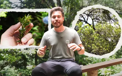 O sobrevivente esquecido: a ecologia do pinheiro-bravo (Podocarpus lambertii) na Mata Atlântica