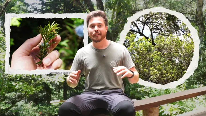 O sobrevivente esquecido: a ecologia do pinheiro-bravo (Podocarpus lambertii) na Mata Atlântica