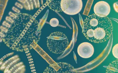 Efeito das Mudanças Climáticas na Cor dos Oceanos