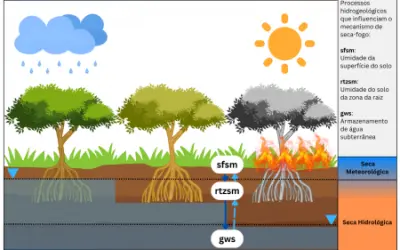 El Niño agrava impacto da seca em águas subterrâneas na Amazônia e eleva risco de incêndio, constata estudo