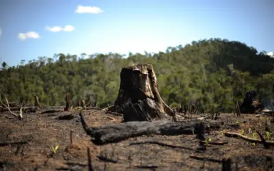 Em 25 anos, mundo perdeu área florestal do tamanho da África do Sul, diz ONU