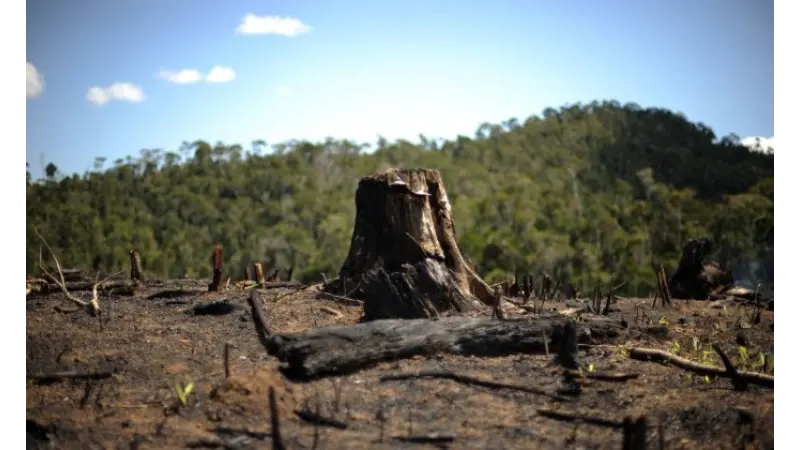 Em 25 anos, mundo perdeu área florestal do tamanho da África do Sul, diz ONU
