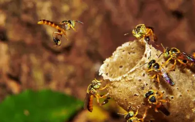 Embrapa lança livro sobre Meliponicultura com 500 perguntas e respostas essenciais para produtores e entusiastas