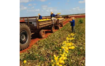 EMBRAPA procura parceiros para a produção e comercialização de sementes de melão