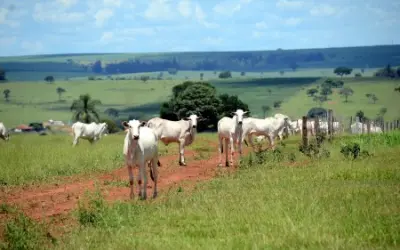 Produção de carne bovina no Brasil ameaça metas climáticas internacionais