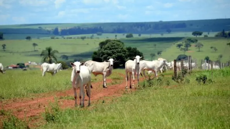 Produção de carne bovina no Brasil ameaça metas climáticas internacionais
