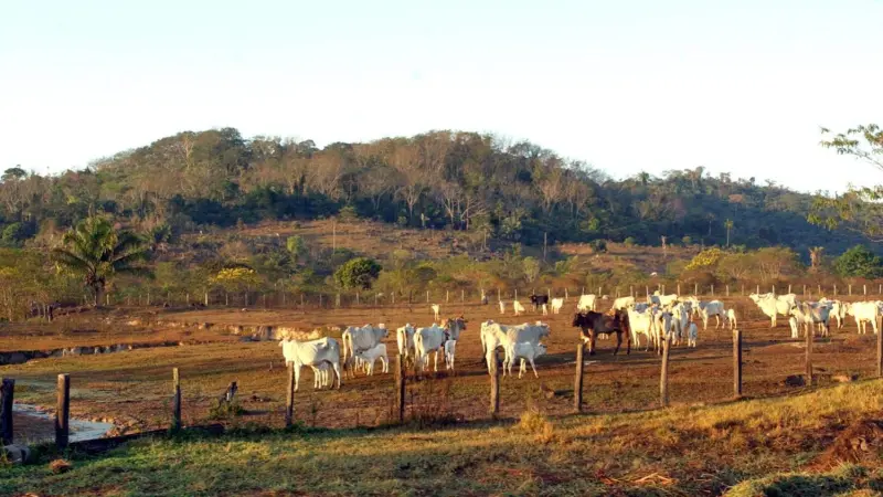 Pecuária, Emissões e Desmatamento: O Maior Desafio Ambiental do Brasil