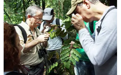 Encontrada nova espécie de planta na Amazônia