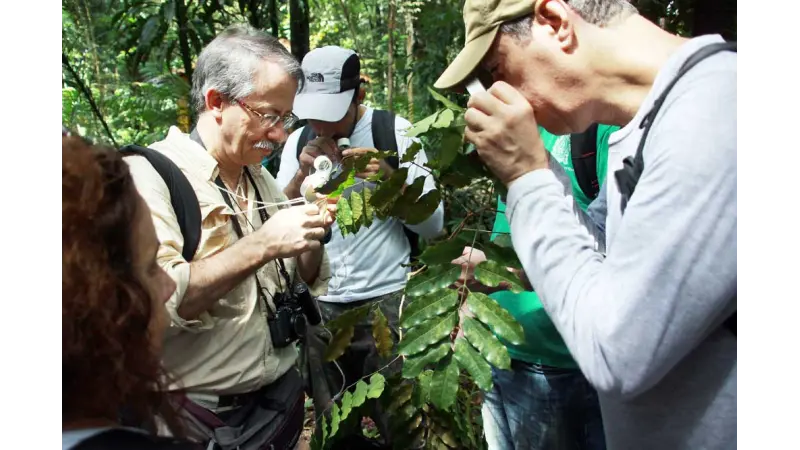 Encontrada nova espécie de planta na Amazônia