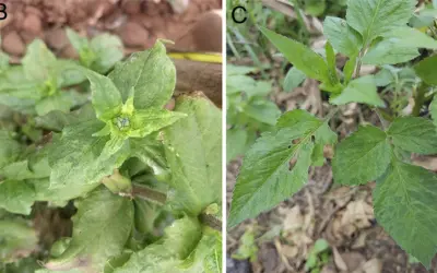 Encontrado pela primeira vez no Brasil, vírus de plantas pode atacar cultivos agrícolas comerciais