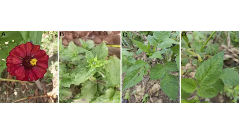 Encontrado pela primeira vez no Brasil, vírus de plantas pode atacar cultivos agrícolas comerciais