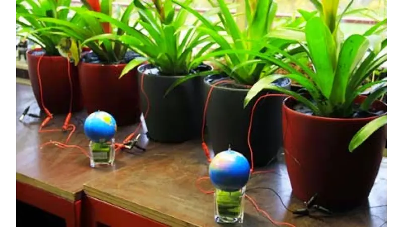 Energia elétrica gerada por plantas carrega até bateria de smartphone