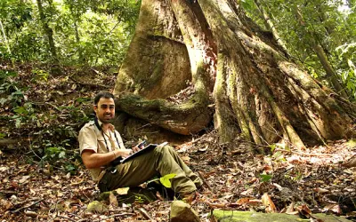 Engenheiro Florestal Brasileiro identifica a maior árvore do mundo