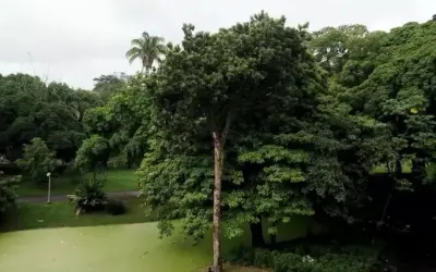 Engenheiros florestais do Rio tentam salvar árvore em extinção que é símbolo do período imperial