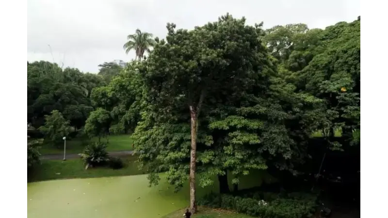 Engenheiros florestais do Rio tentam salvar árvore em extinção que é símbolo do período imperial