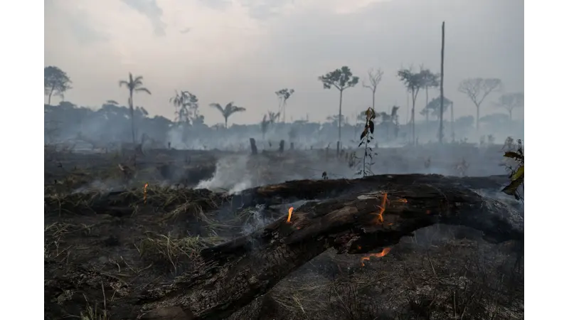 Entenda porque metade da floresta amazônica pode virar savana
