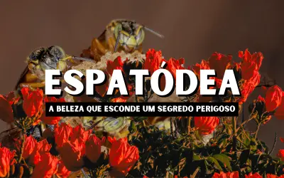 Espatódea: Árvore de Beleza Exuberante ou Ameaça Silenciosa à Biodiversidade?