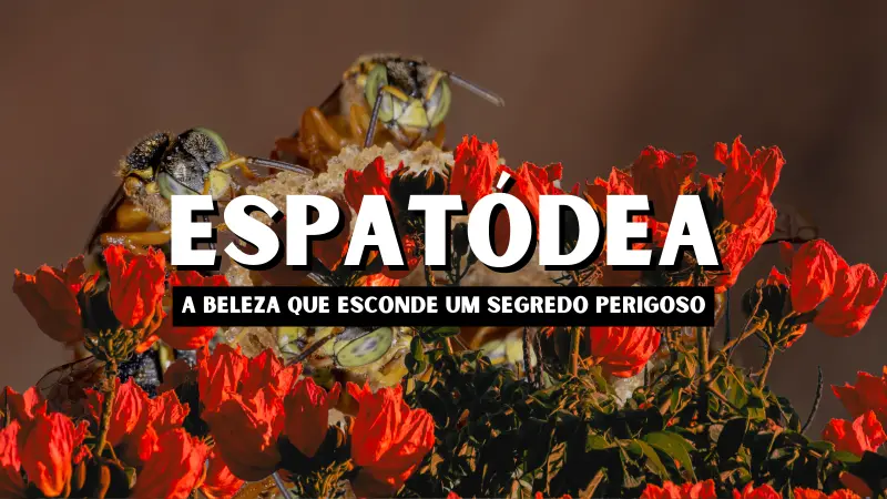Espatódea: Árvore de Beleza Exuberante ou Ameaça Silenciosa à Biodiversidade?