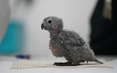 Espécie ameaçada de extinção, periquito cara-suja ganha 14 novos filhotes no Parque das Aves