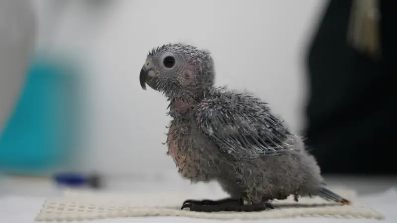 Espécie ameaçada de extinção, periquito cara-suja ganha 14 novos filhotes no Parque das Aves