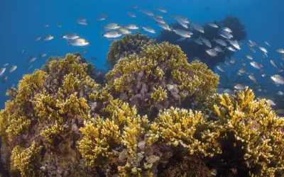 Espécies de peixes brasileiros estão em risco devido à ameaça aos corais