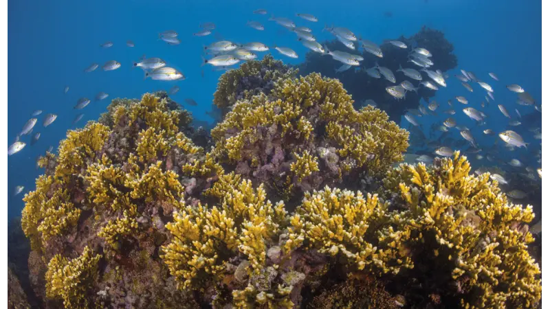 Espécies de peixes brasileiros estão em risco devido à ameaça aos corais