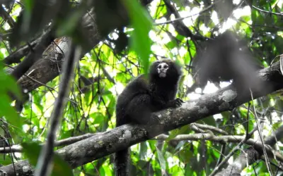 Espécies invasoras ameaçam sagui-caveirinha de extinção