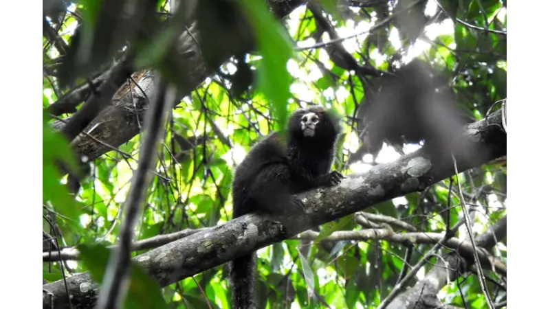 Espécies invasoras ameaçam sagui-caveirinha de extinção