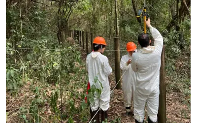 Espécies invasoras dominam florestas jovens, mas perdem espaço conforme a mata se recupera