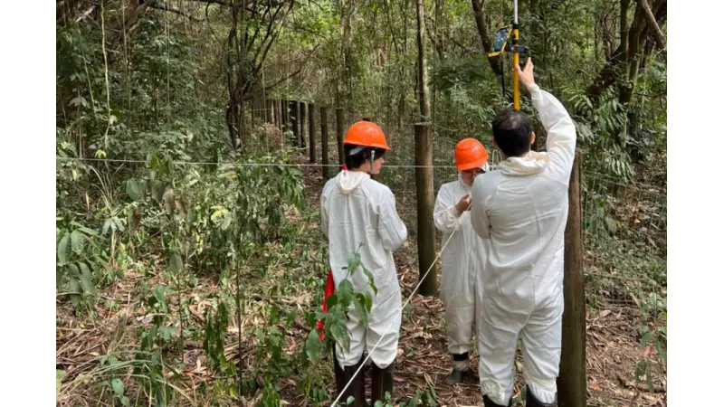 Espécies invasoras dominam florestas jovens, mas perdem espaço conforme a mata se recupera