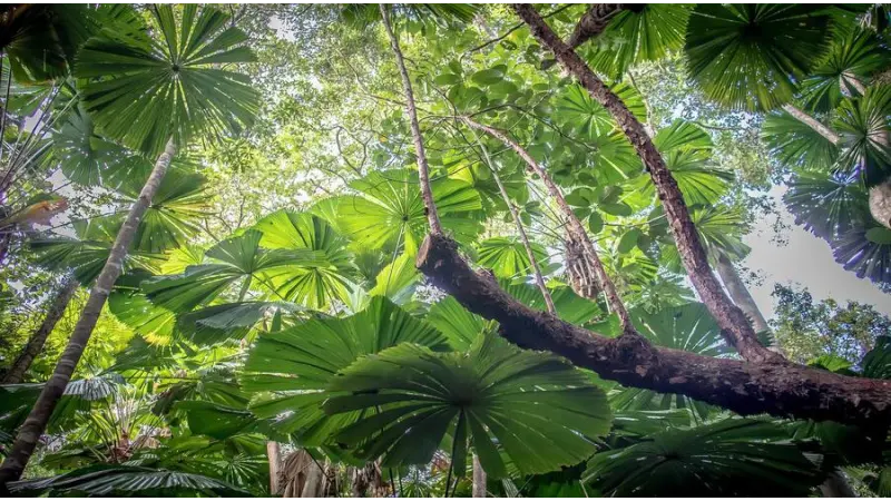 Essa Floresta tropical está emitindo mais carbono do que absorvendo, e isso pode ter um efeito cadastrófico