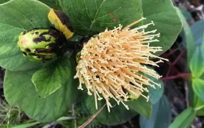 Estrela-das-montanhas: nova espécie de margarida é descoberta no ES e já está ameaçada de extinção