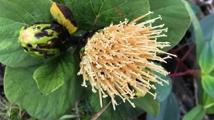Estrela-das-montanhas: nova espécie de margarida é descoberta no ES e já está ameaçada de extinção