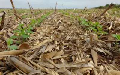 Estudo avalia como práticas sustentáveis de manejo agropecuário nas Américas auxiliam sequestro de CO2