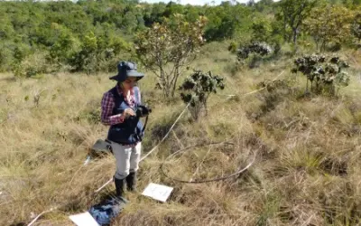 Estudo define indicadores e valores de referência para restauração ecológica do Cerrado