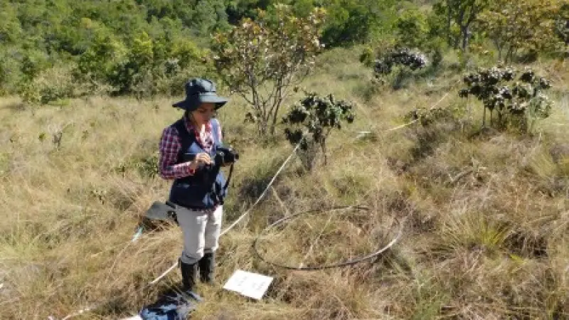 Estudo define indicadores e valores de referência para restauração ecológica do Cerrado