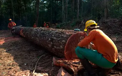Estudo Analisa Desafios e Soluções Compartilhadas nas Concessões Florestais entre Brasil, Indonésia e Congo