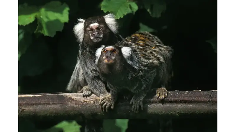Estudo descobre que Saguis chamam uns aos outros por nomes