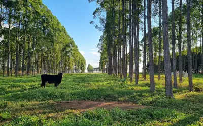 Estudo inédito revela déficit de 1,4 bilhão de toneladas de carbono causado pela agropecuária no Brasil